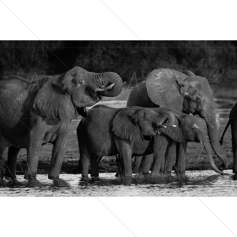 Elephants D1 — custom-size art design 5001498