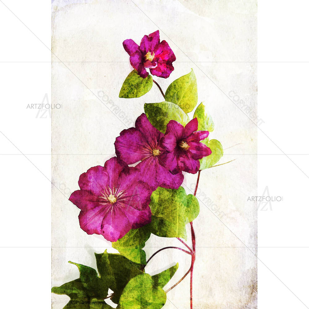 Watercolor Crimson Clematis — custom-size art design 5001542