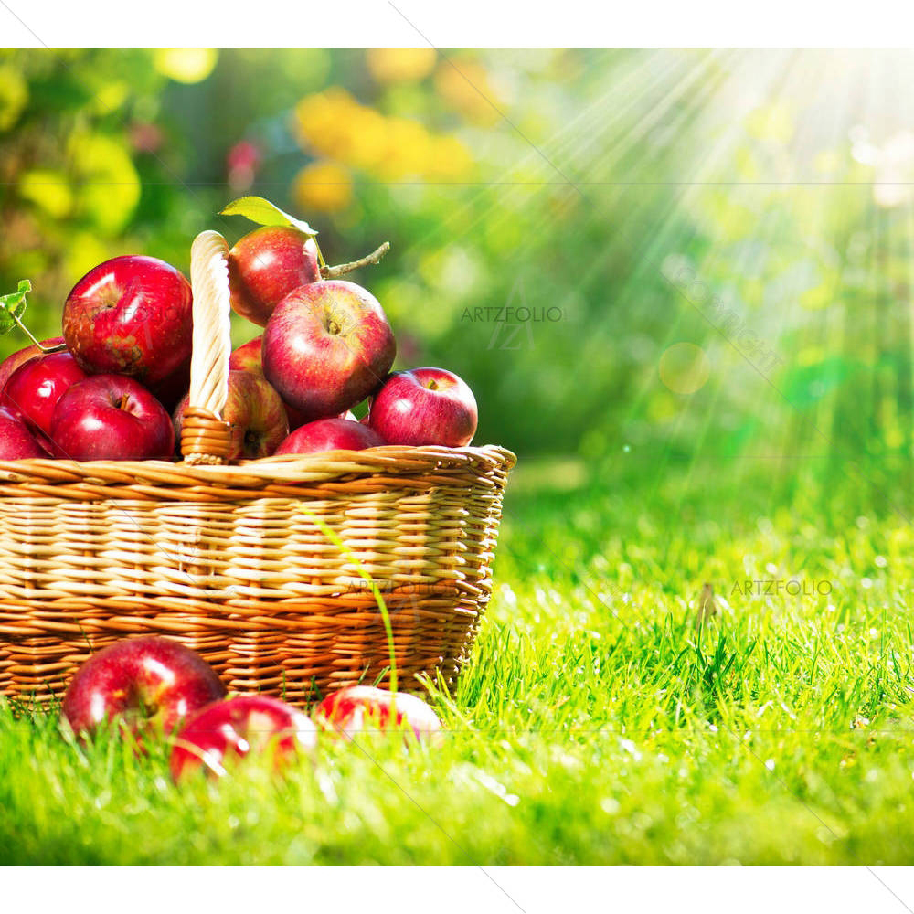 Organic Apples In Basket Orchard — custom-size art design 5001548