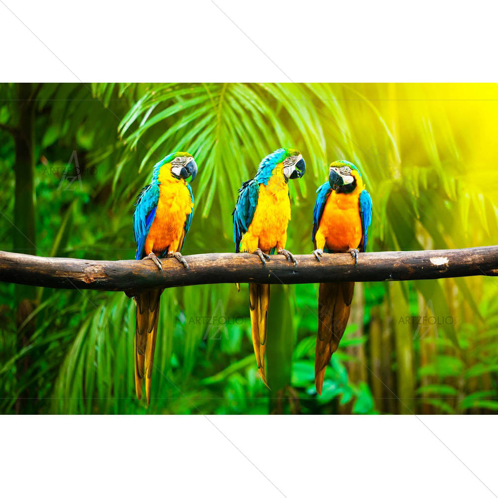 Blue & Yellow Macaw D1 — custom-size art design 5001575