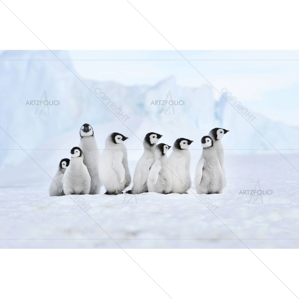 Emperor Penguin Chicks Snow Hill Antarctica — Animals custom art by ArtzFolio