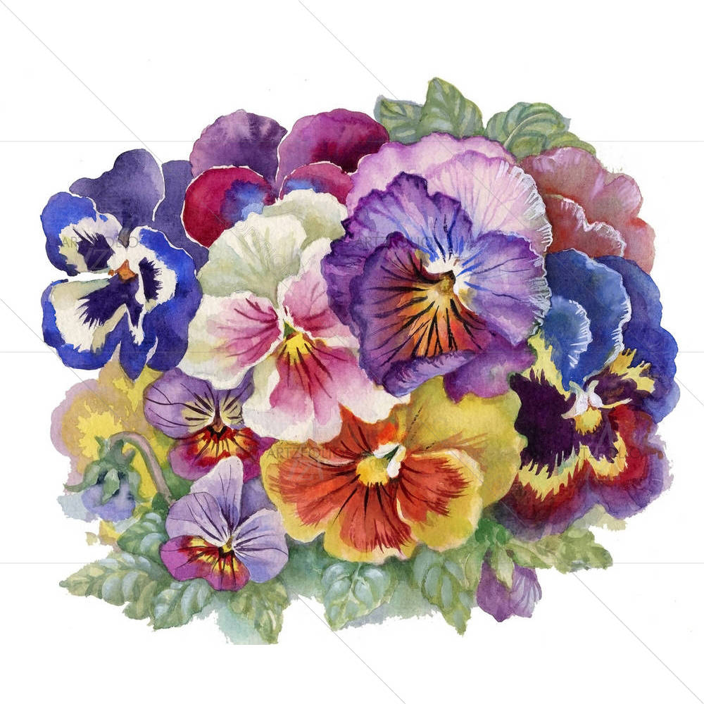 Viola Tricolor — Botanical custom art by ArtzFolio
