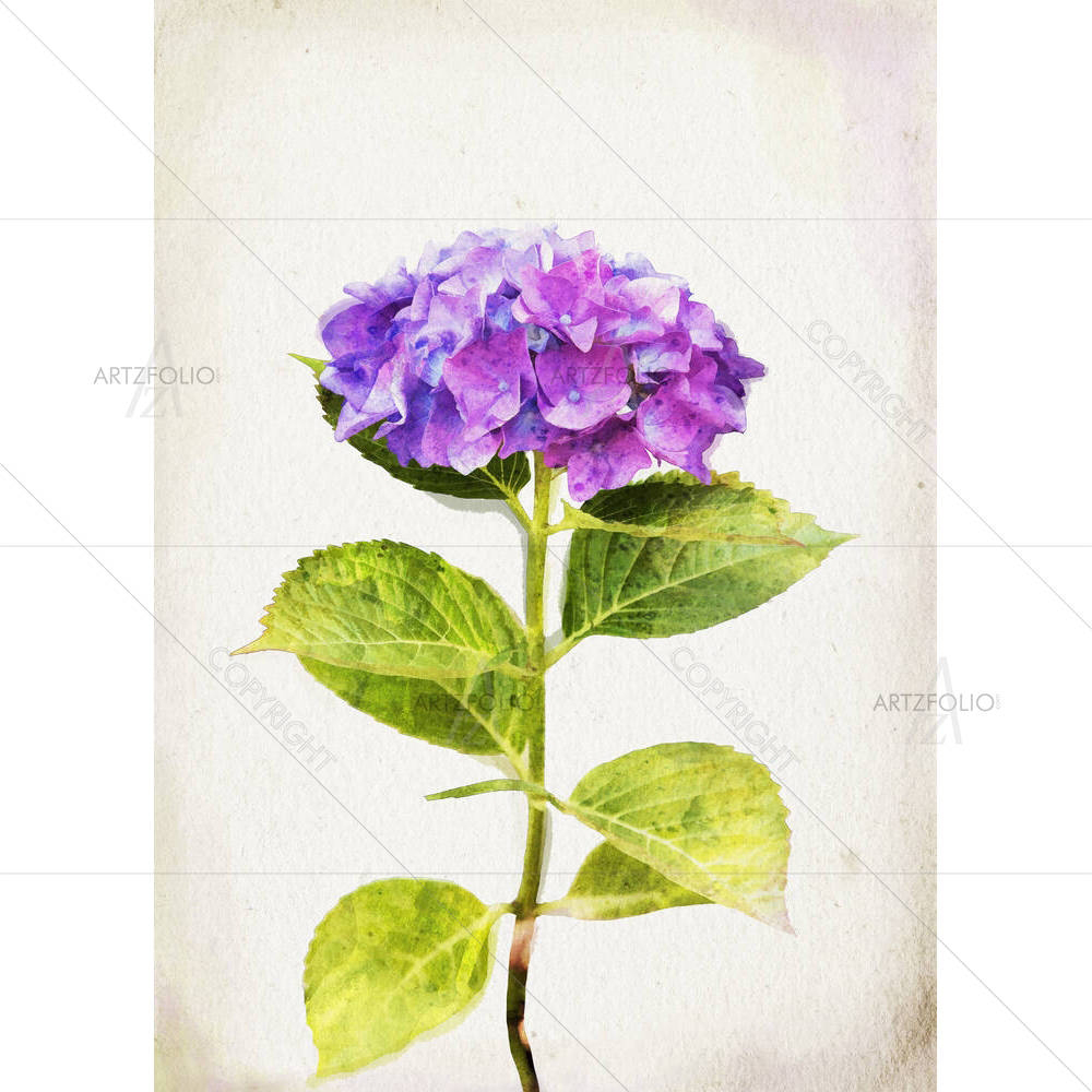 Watercolor Blue Hydrangea — custom-size art design 5001618