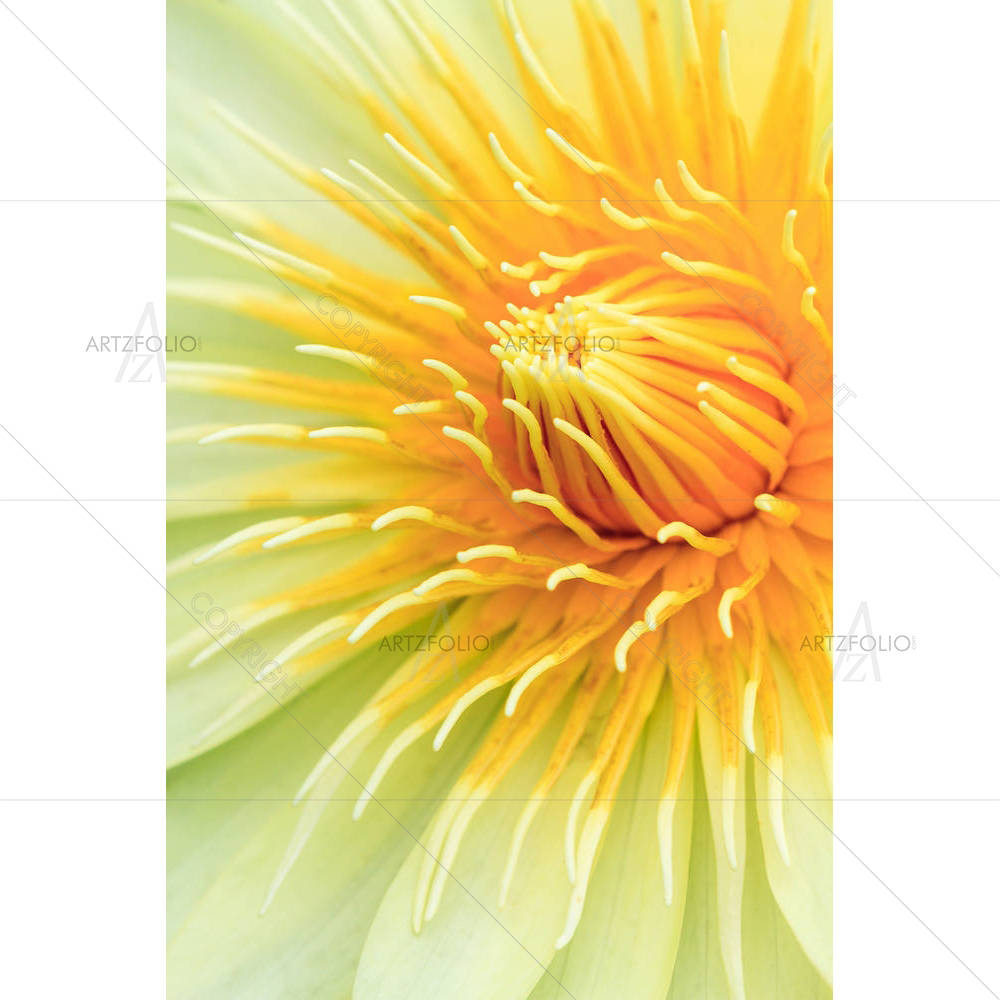 Yellow Water Lily — Botanical custom art by ArtzFolio