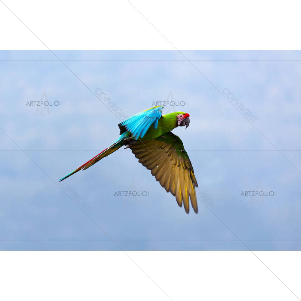 Military Macaw — custom-size art design 5001661
