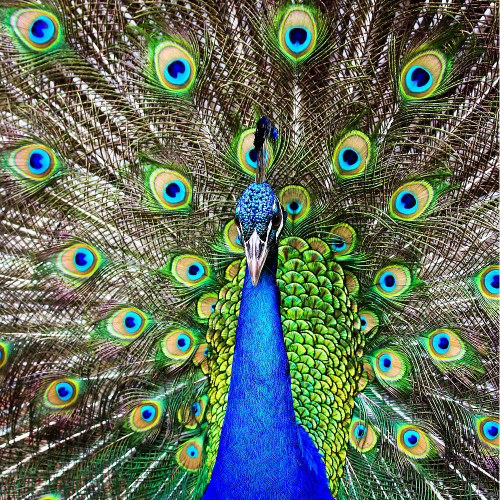 Green Peacock — custom-size art design 5001664