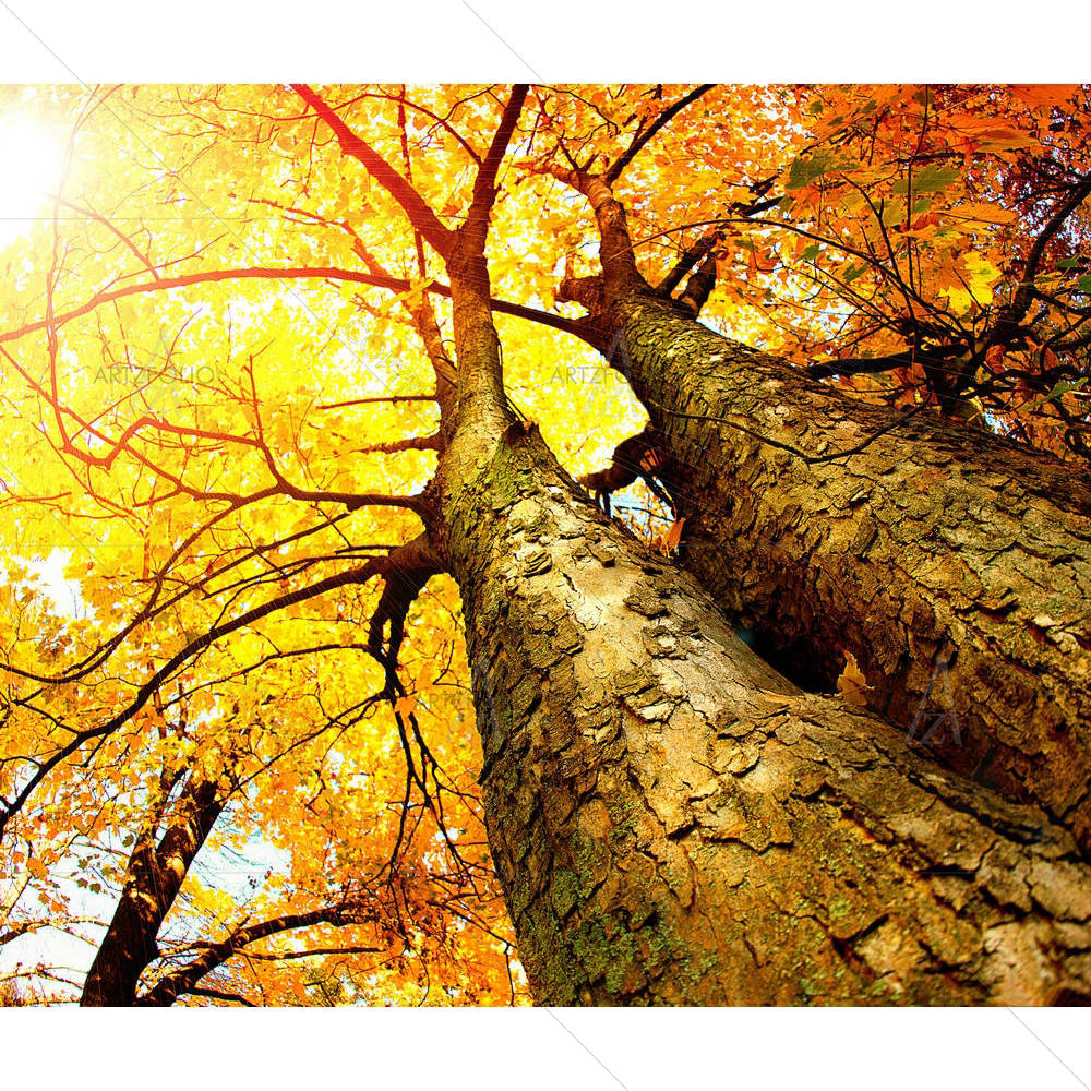 Autumn Trees Fall — custom-size art design 5001697