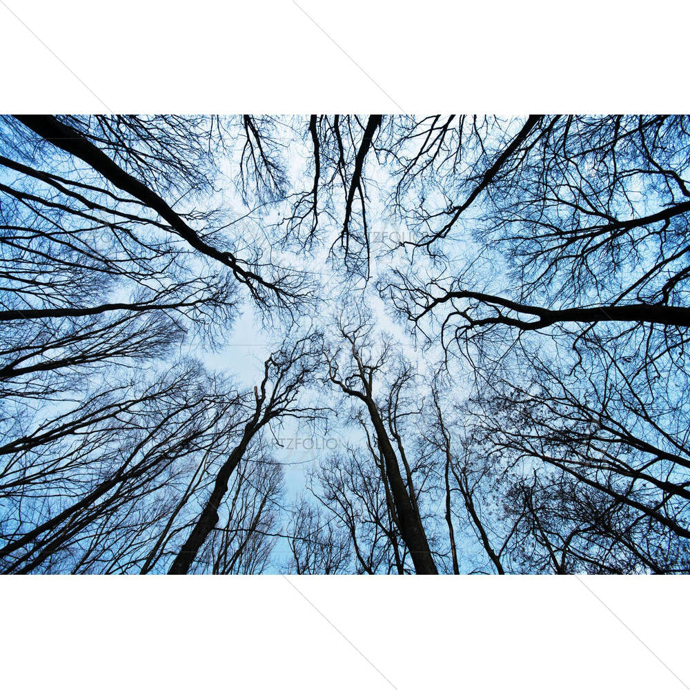 Bare Trees — custom-size art design 5001700