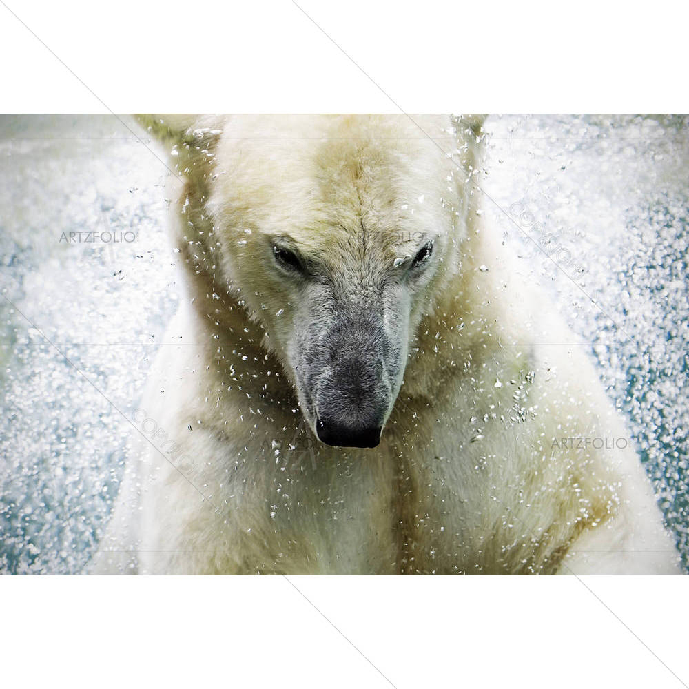 Polarbear At The Augsburger Zoo Germany
