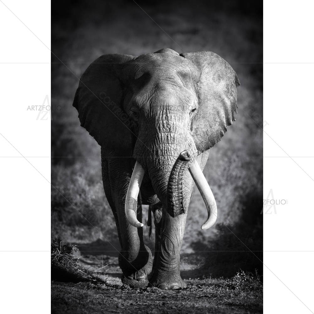 Large Elephant — custom-size art design 5001756