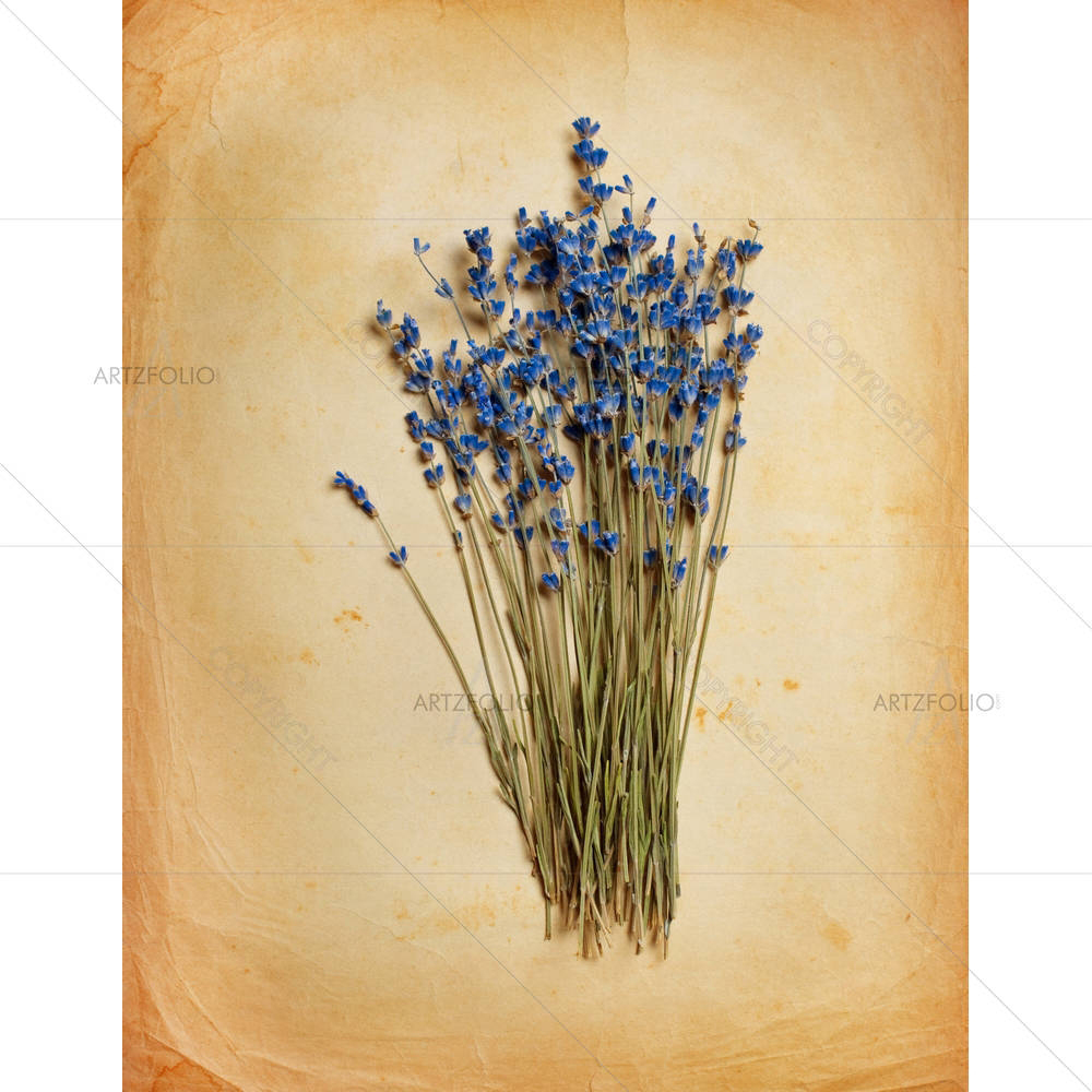 Bouquet Of Dried Lavender On Old Paper — custom-size art design 5001774