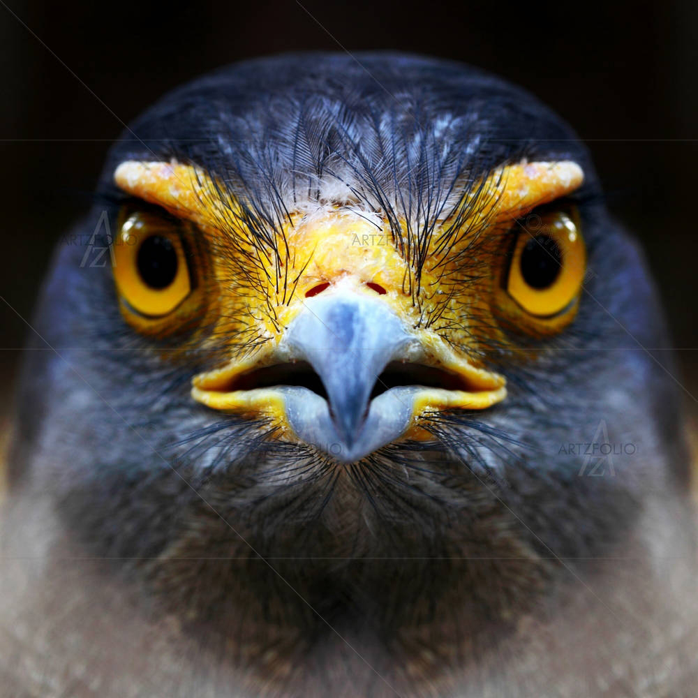 Eagle Spilornis Cheela — Animals custom art by ArtzFolio