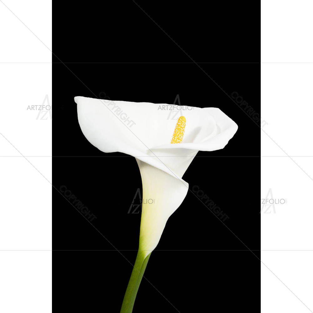 White Calla Lily — Botanical custom art by ArtzFolio
