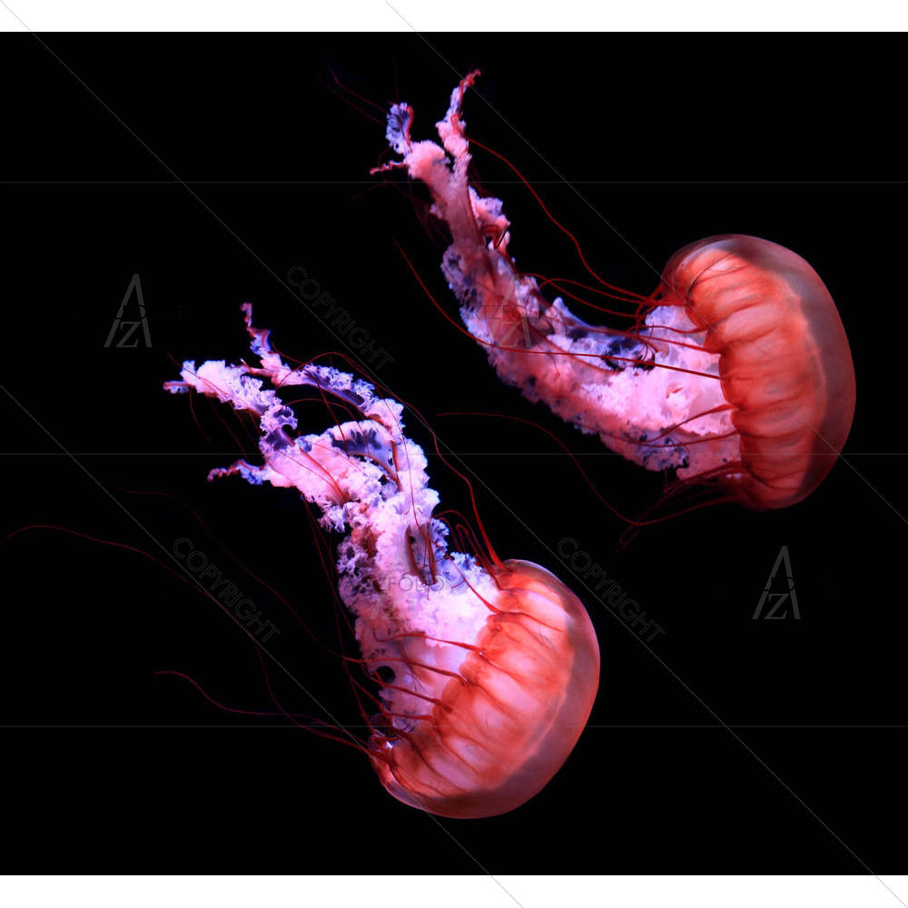 Jelly Fish In Red Color — American custom art by ArtzFolio