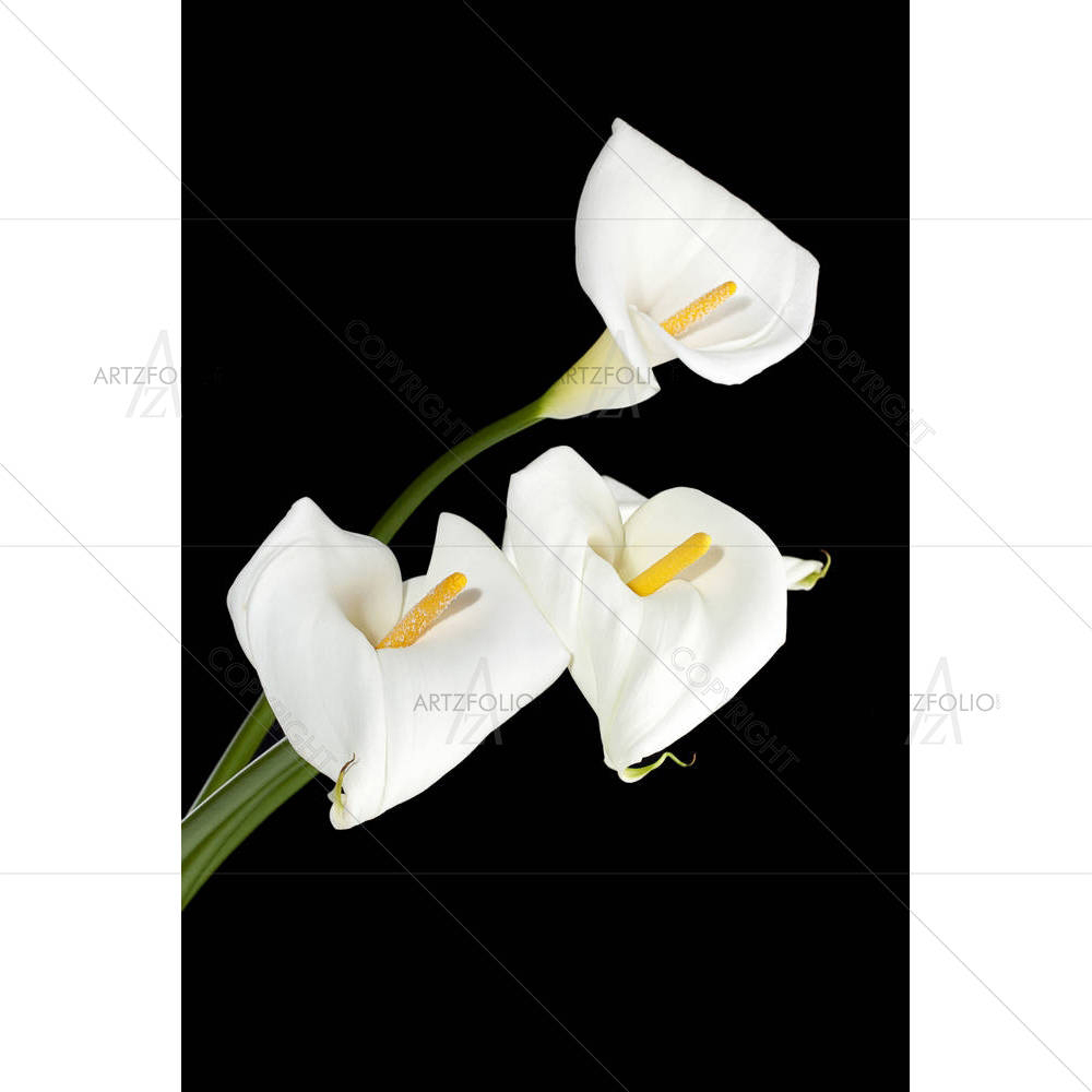 White Calla Lilies — custom-size art design 5001886