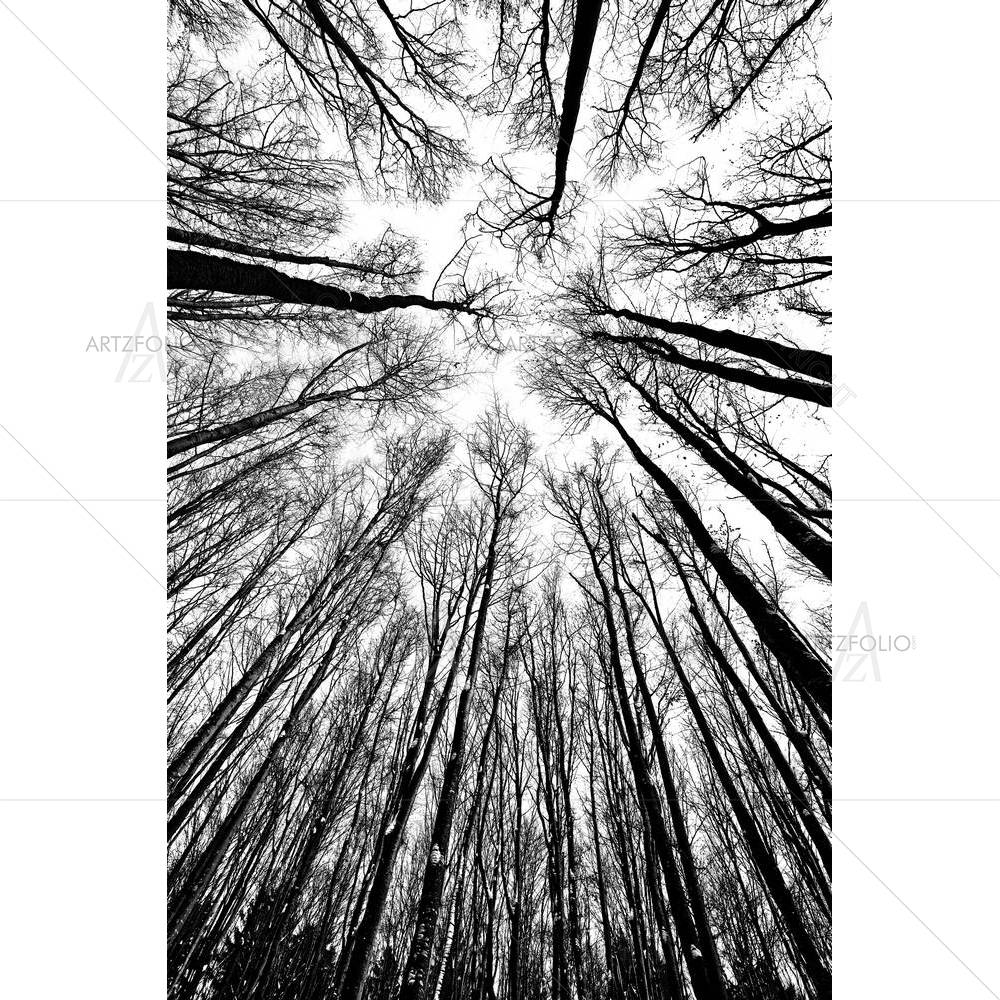 Black & White Trees — custom-size art design 5001924