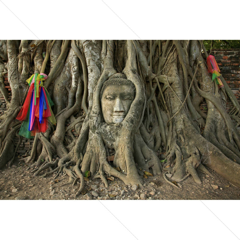 Wat Mahathat Buddha Head In Tree Ayutthaya — Devotional custom art by ArtzFolio