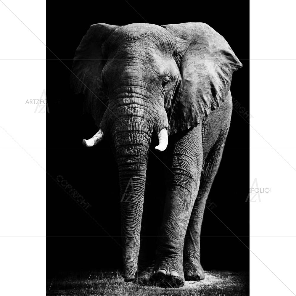 Large African Elephant — custom-size art design 5002033