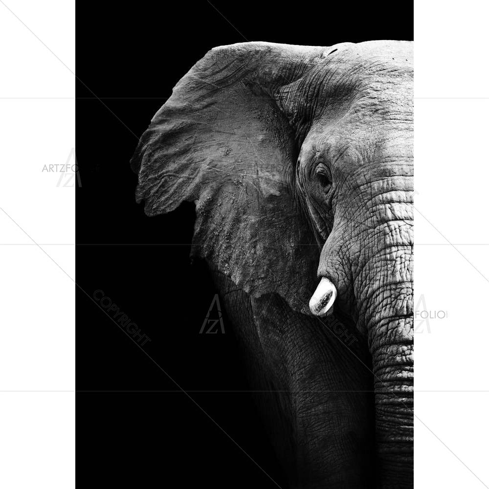 Elephant D3 — custom-size art design 5002034