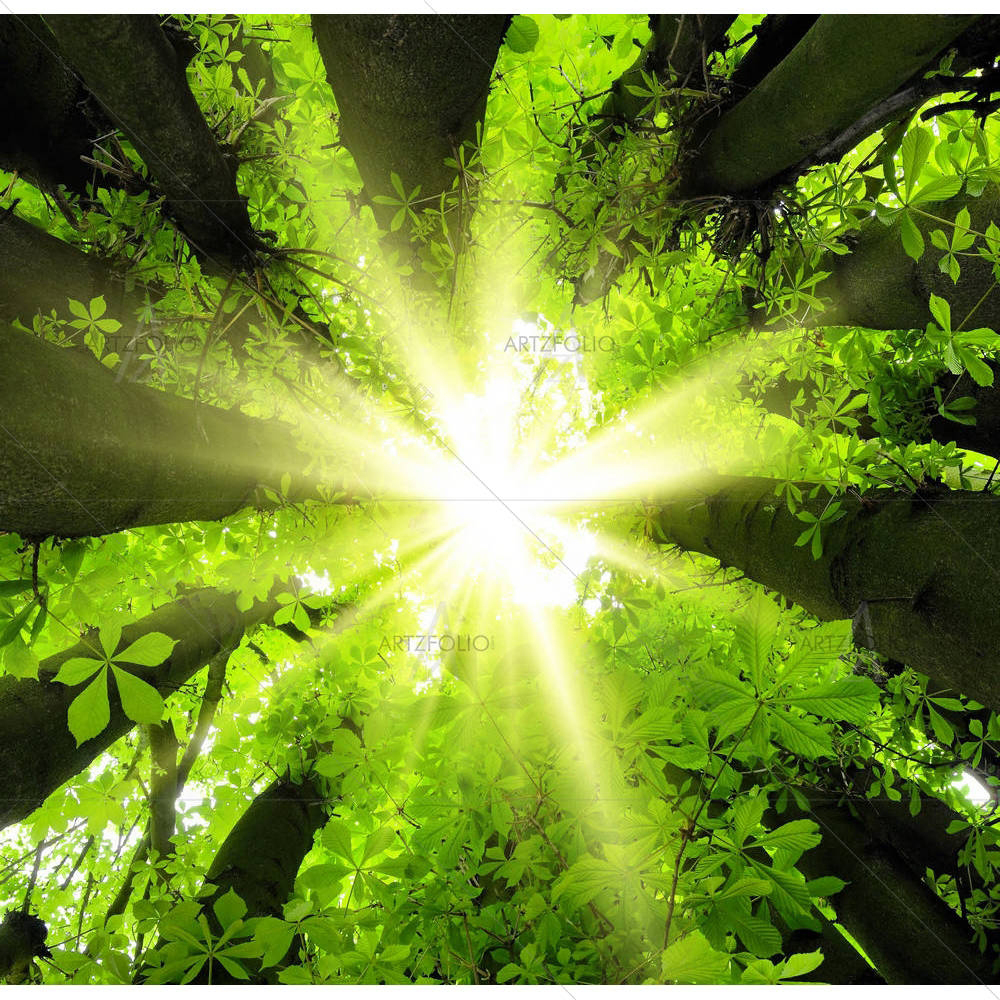 Forest Scenery D1 — custom-size art design 5002038