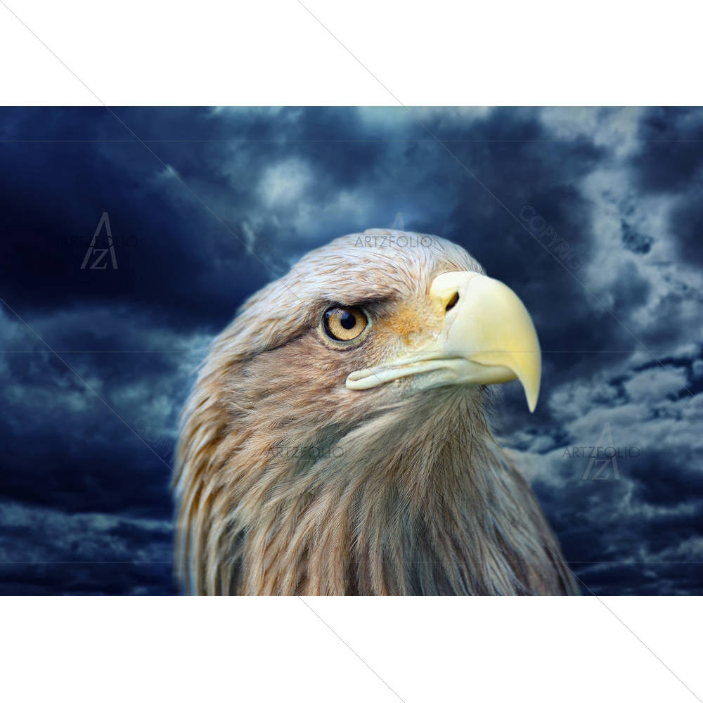 Eagle Face — custom-size art design 5002041