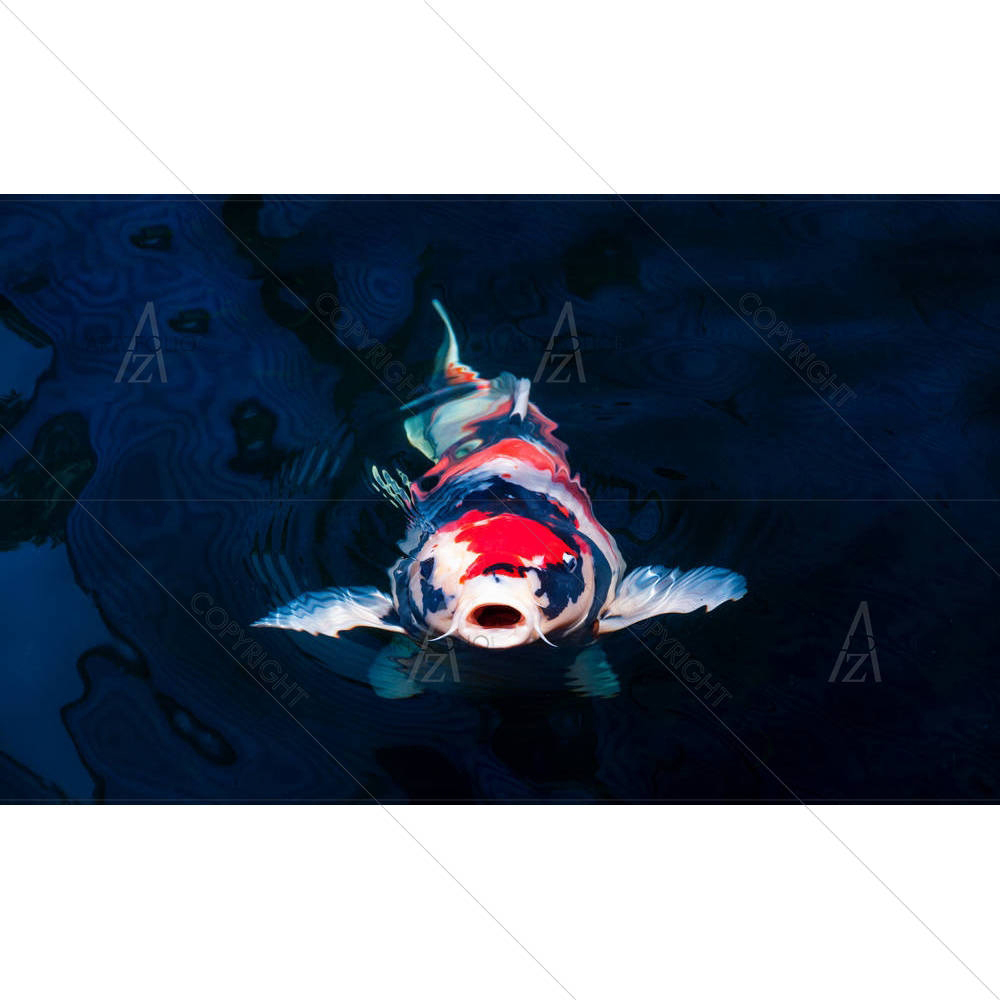 Koi Fish Swimming In The Pond — custom-size art design 5002180