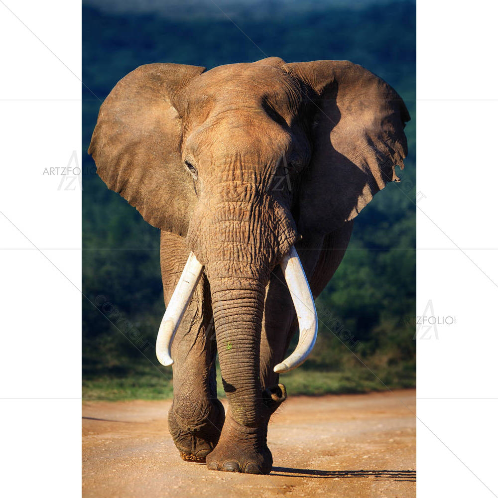 Elephant With Large Teeth — custom-size art design 5002208
