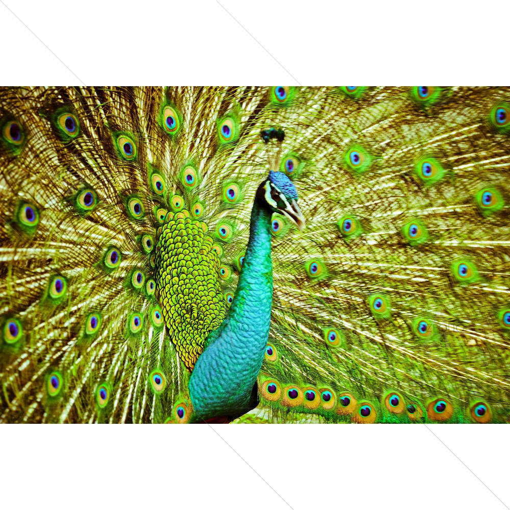 Portrait Of Peacock — custom-size art design 5002239