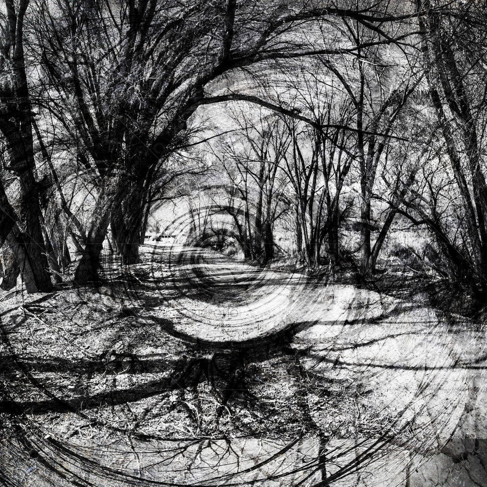 Dramatic Tree Shadows — custom-size art design 5002264