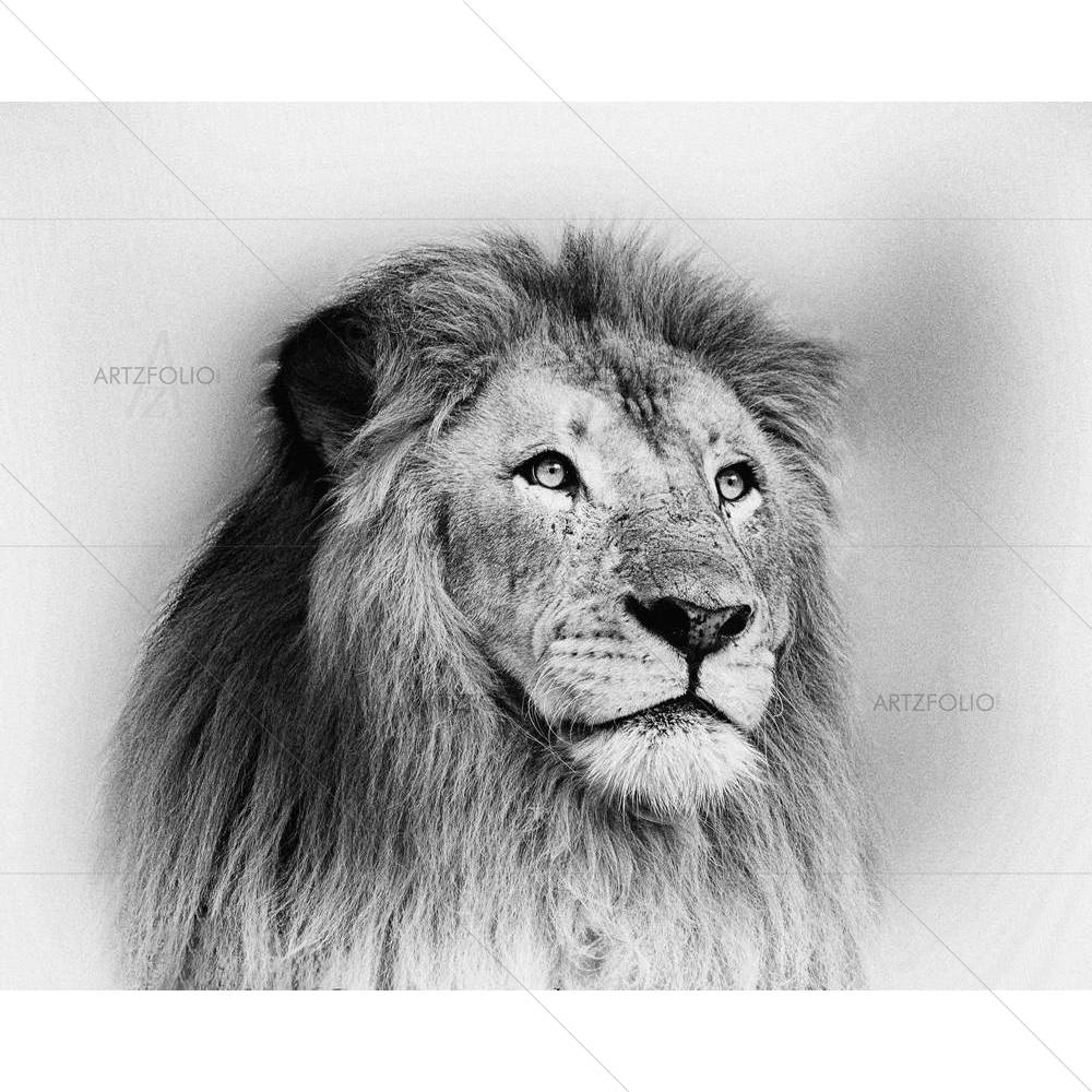 Striking Black & White Lion — custom-size art design 5002298