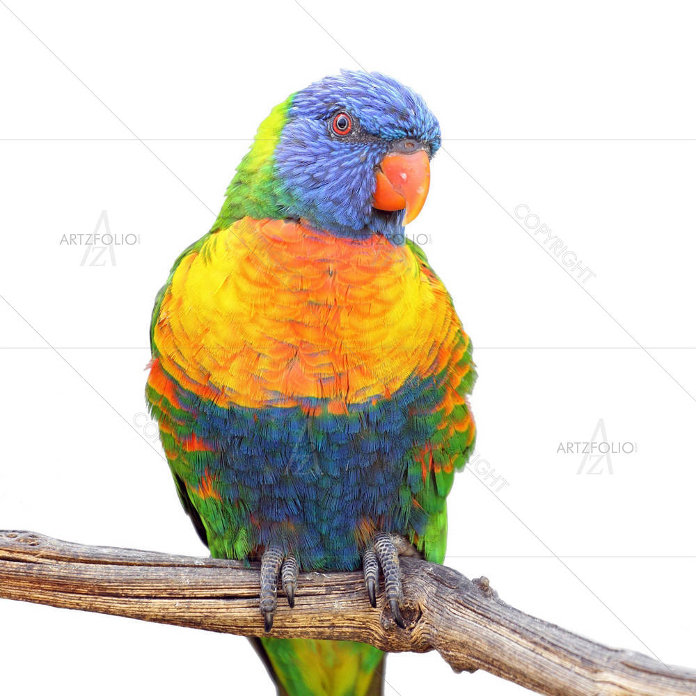 Rainbow Lorikeet Birds — Animals custom art by ArtzFolio