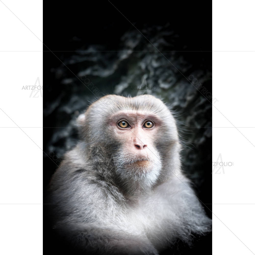 Monkey With Gray Fur — custom-size art design 5002352