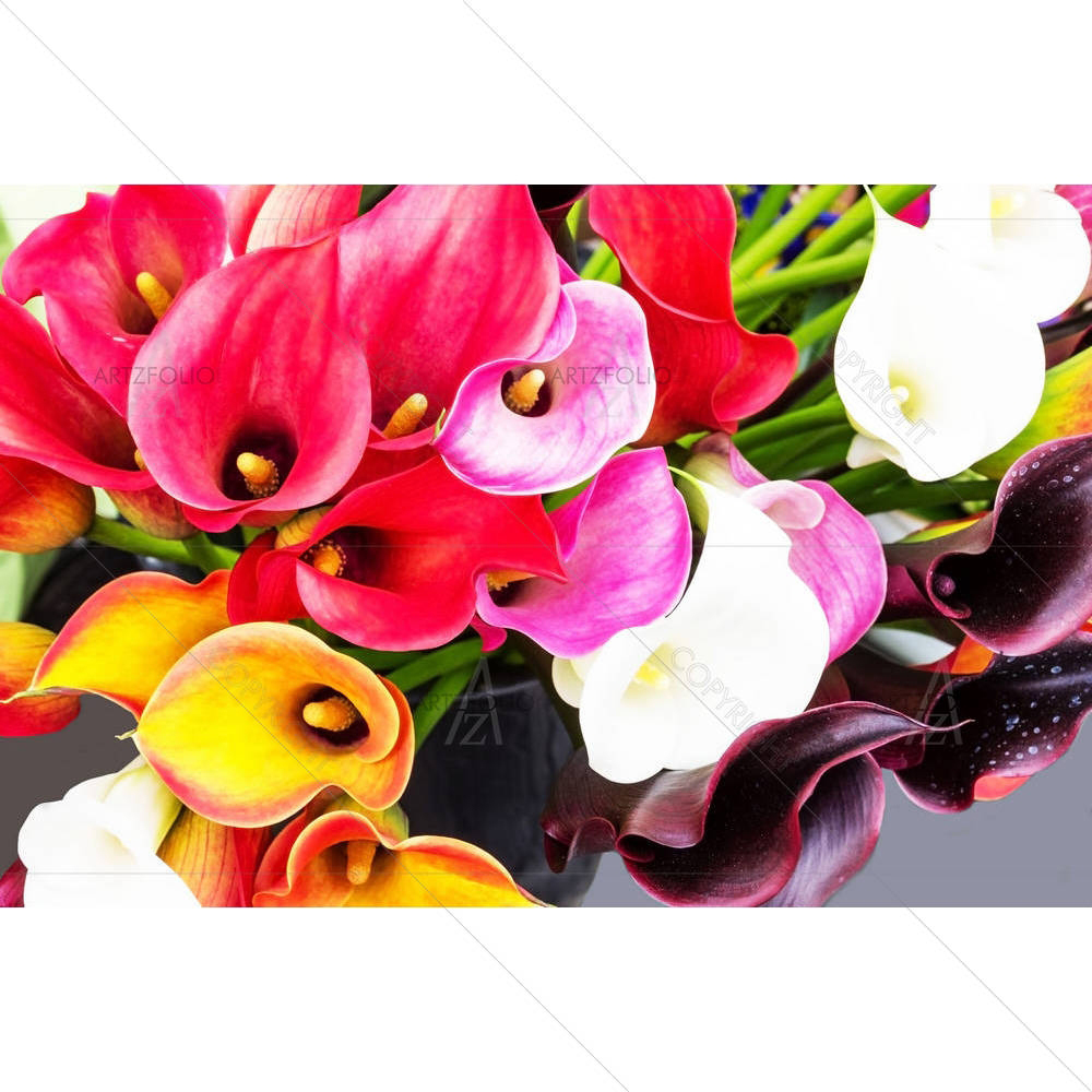 Calla Lily Flowers — custom-size art design 5002358