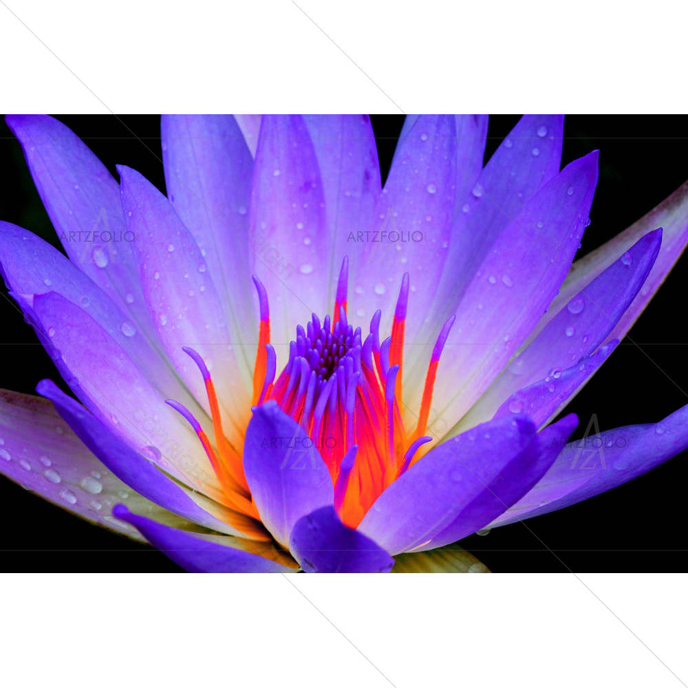 Lotus D2 — Botanical custom art by ArtzFolio