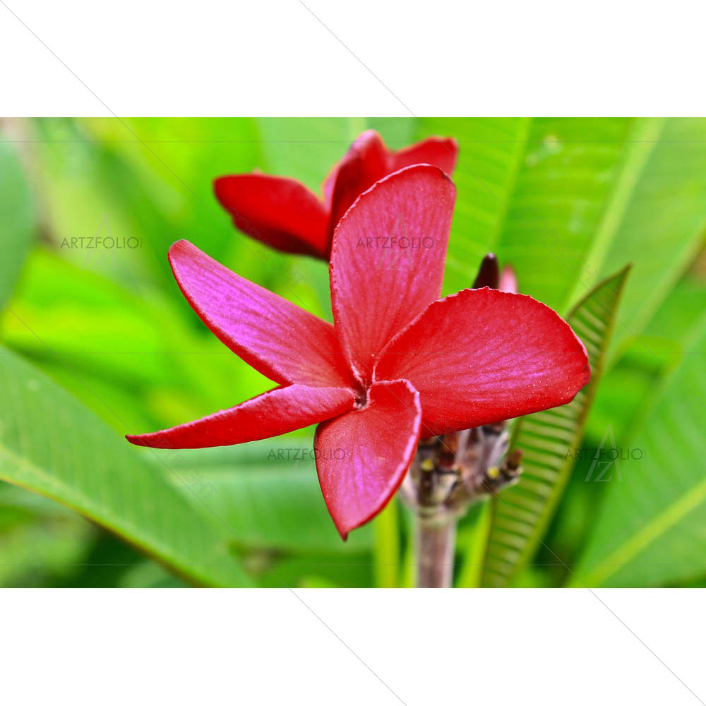 Red Frangipani Flowers — Devotional custom art by ArtzFolio