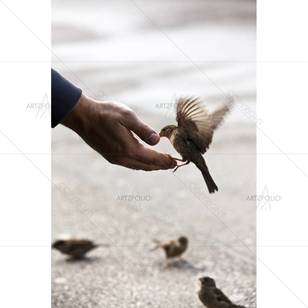 Bird Feeding Hand — Animals custom art by ArtzFolio