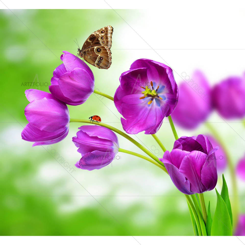 Fresh Purple Tulips With Butterfly Morpho — Botanical custom art by ArtzFolio