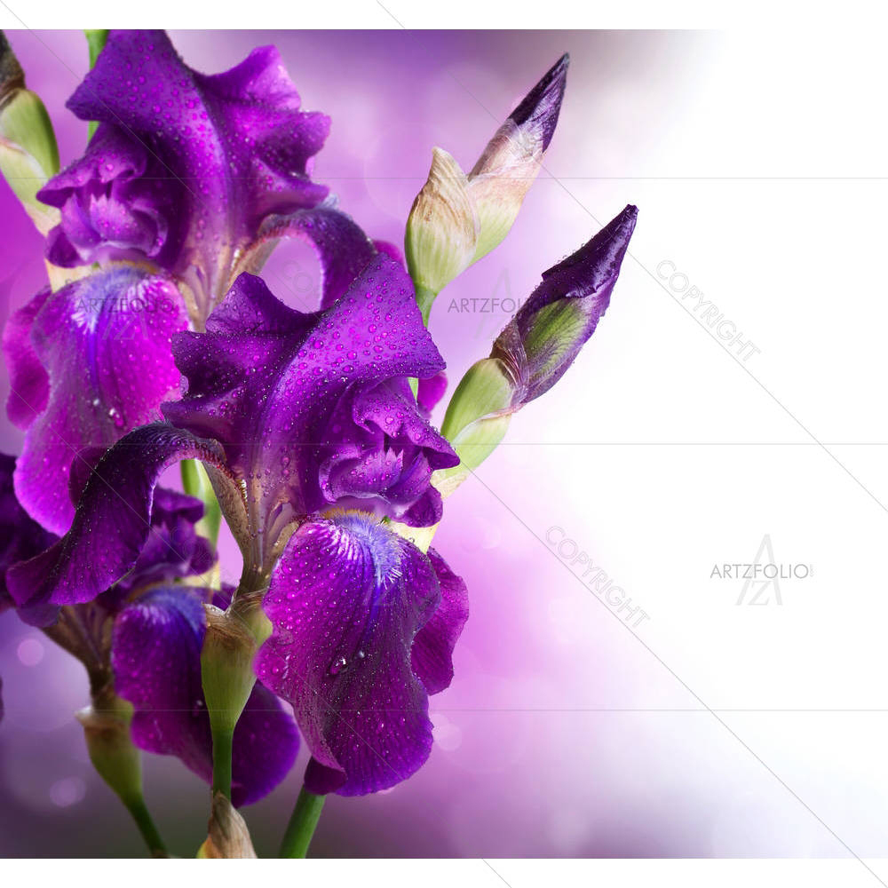 Beautiful Violet Flower — custom-size art design 5002386