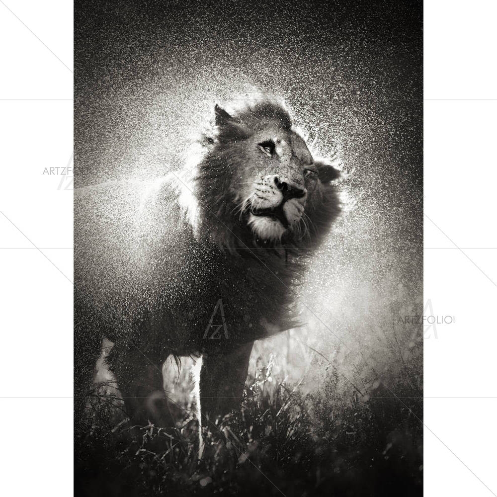 Male Lion in Kruger National Park, South Africa — custom-size art design 5002390