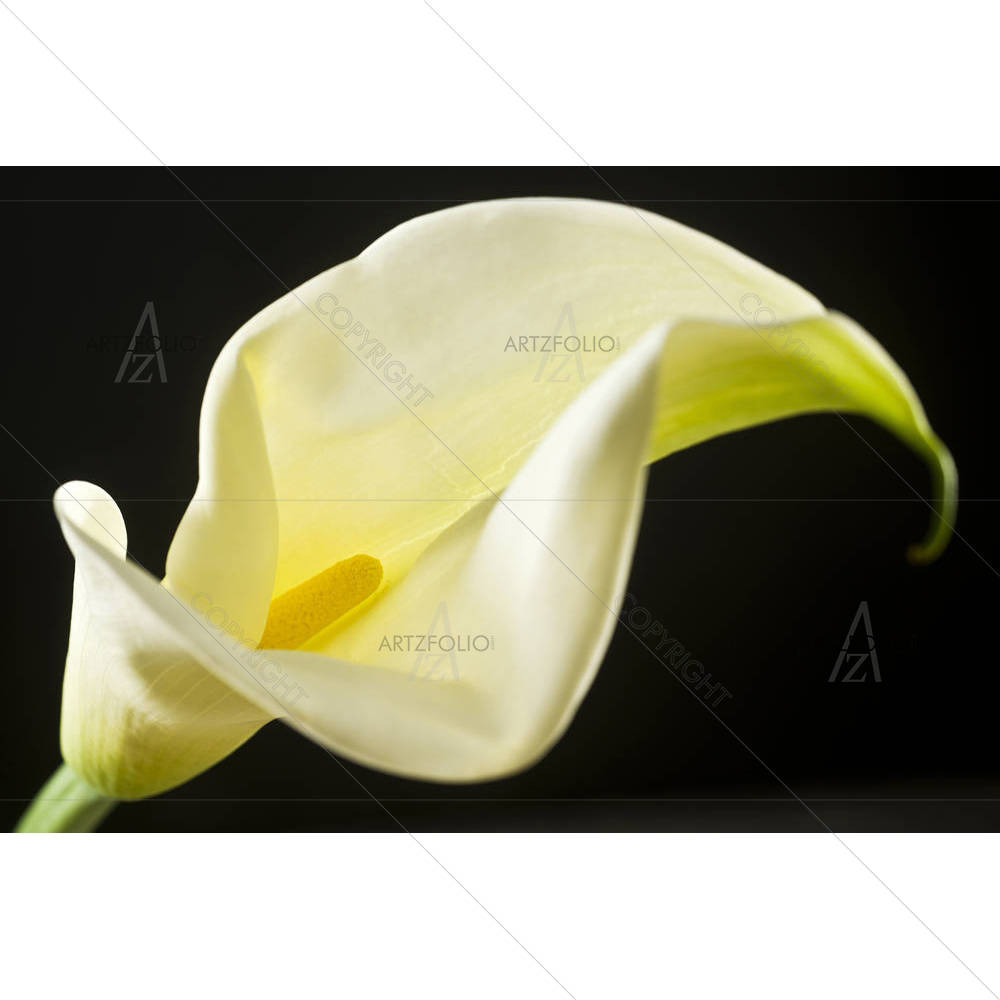 Flower D1 — custom-size art design 5002392