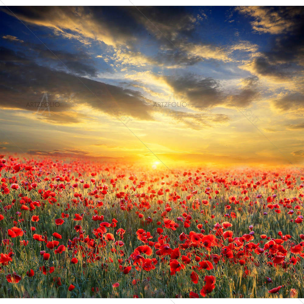 Poppy Filed On Sunset — Botanical custom art by ArtzFolio