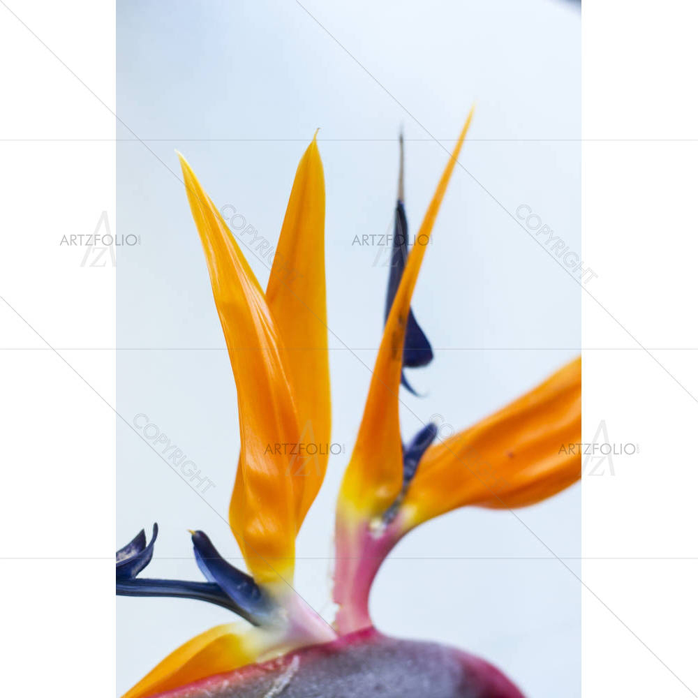 Strange Red & Blue Flower With Green Leaf — custom-size art design 5002396