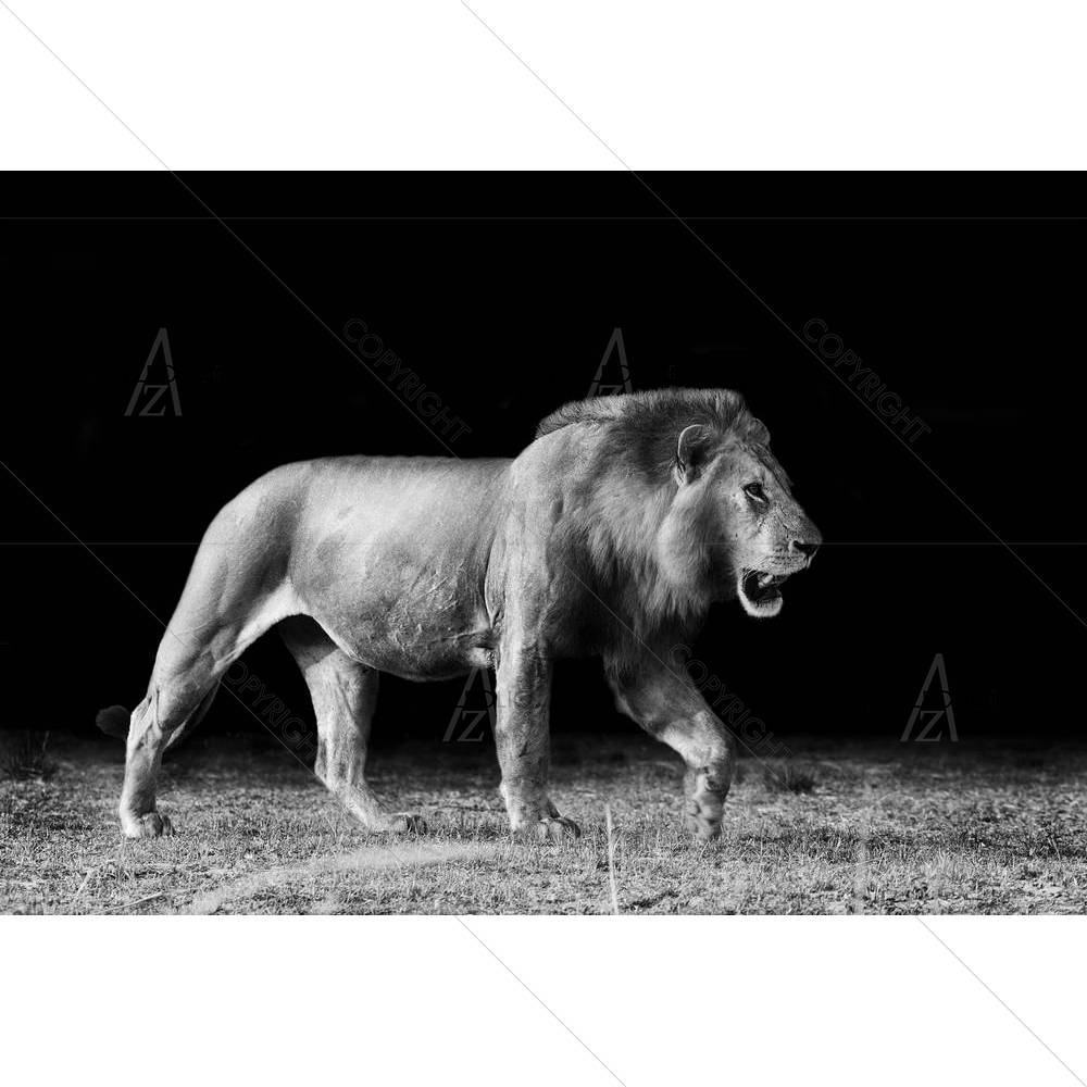 Lion D2 — custom-size art design 5002418