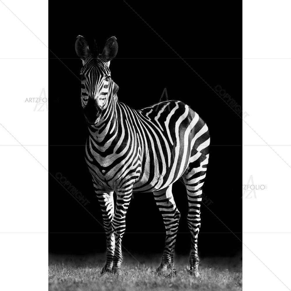 Zebra D1 — custom-size art design 5002419
