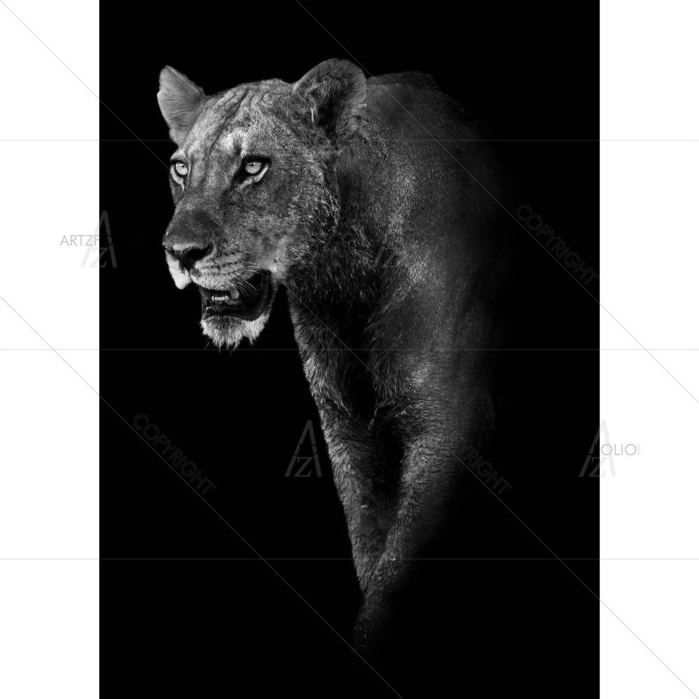 Lion D3 — custom-size art design 5002420