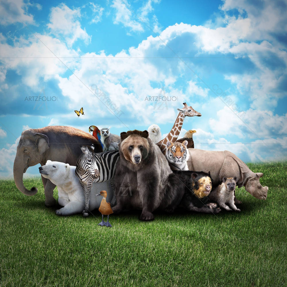 Group Of Animals