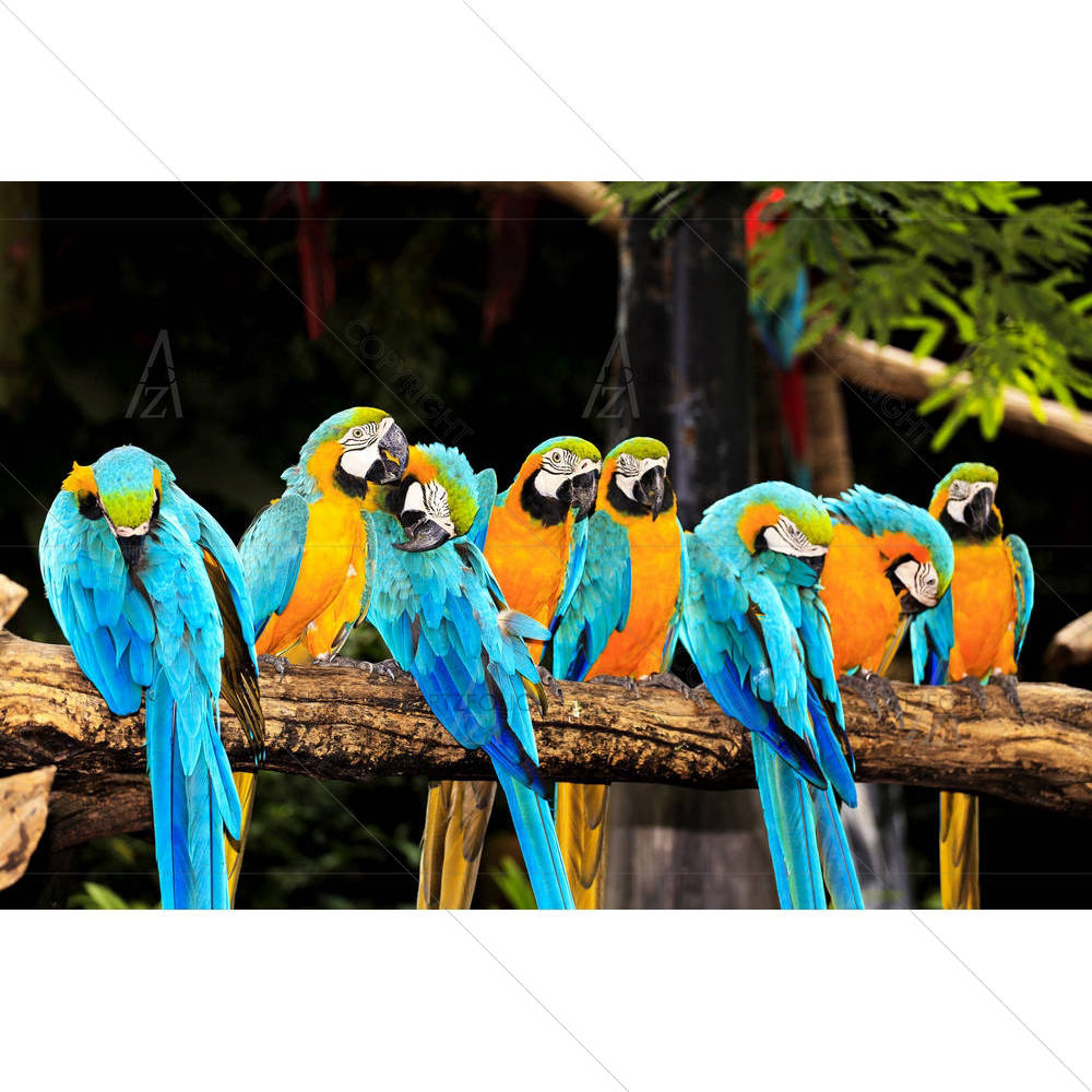 Macaw Birds — custom-size art design 5002430