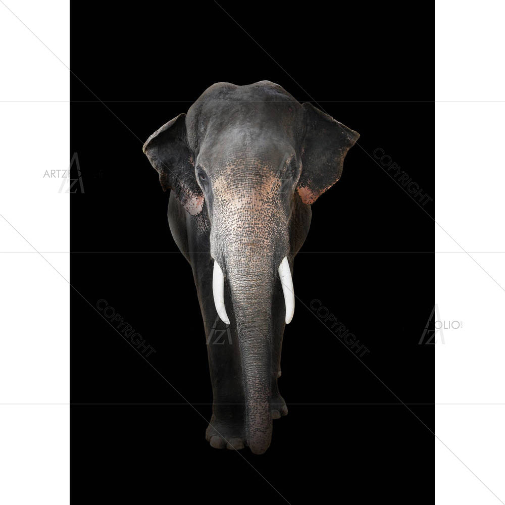 Elephant D6 — Animals custom art by ArtzFolio