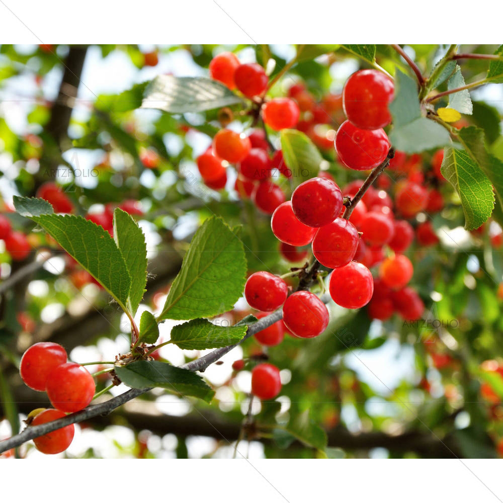 Bright Red Cherries — custom-size art design 5002525