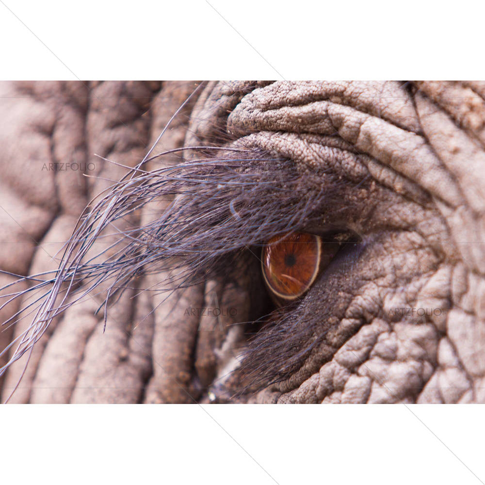 Elephant Eye D2 — African custom art by ArtzFolio